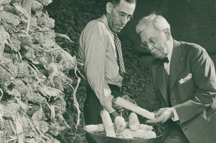 Corn_cob_history_4